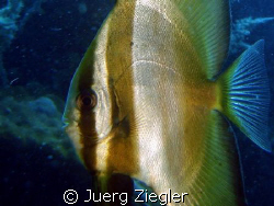 Close up of Bat Fish by Juerg Ziegler 